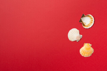 Sea shells on color background, top view. Summer concept