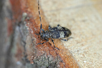 Black-clouded Longhorn Beetle Leiopus nebulosus adult resting on rotten timber