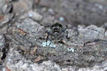 Black-clouded Longhorn Beetle Leiopus nebulosus adult resting on rotten timber