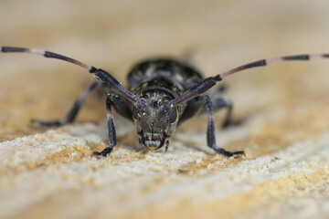 Black-clouded Longhorn Beetle Leiopus nebulosus adult resting on rotten timber