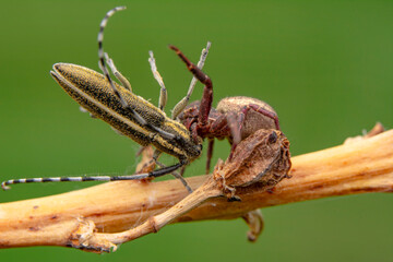 Beautiful Crab spider feasting on insect. Macro photo