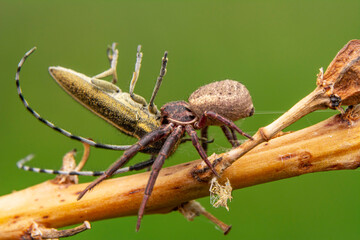 Beautiful Crab spider feasting on insect. Macro photo
