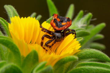 Macro of yellow crab spider (Misumena vatia) on petal daisy flower