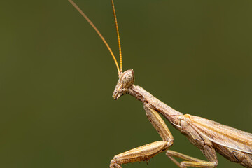 Close up of pair of Beautiful European mantis ( Mantis religiosa )

