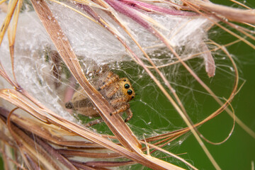Close up  beautiful jumping spider  

