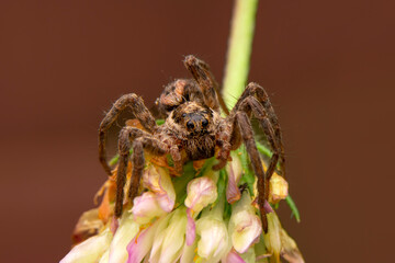 Close up  beautiful jumping spider  

