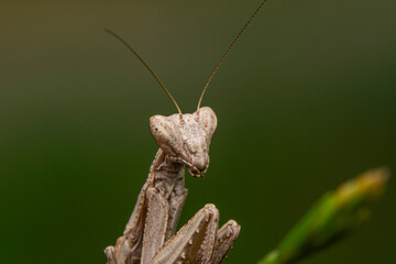 Close up of pair of Beautiful European mantis ( Mantis religiosa )

