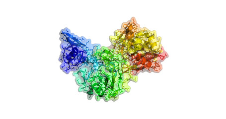 SARS-CoV-2 / COVID-19 endoribonuclease NendoU/ Nsp15 enzyme, 3D molecule