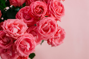 Pink roses on pink background. Mother's day, Valentines Day, Birthday celebration concept. Greeting card. Copy space for text, top view