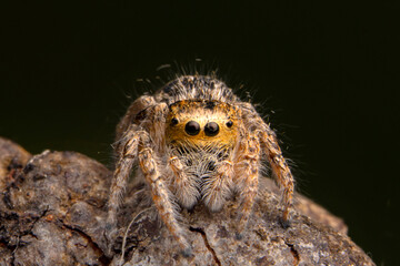Close up  beautiful jumping spider  

