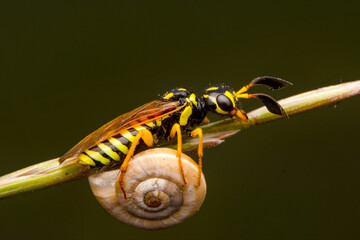 Beautiful Median wasp (Dolichovespula) portrait 