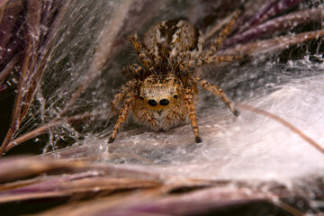 Close up  beautiful jumping spider  

