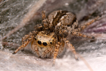 Close up  beautiful jumping spider  

