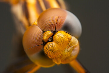 Extreme macro  shots, showing of eyes dragonfly detail. isolated on  background