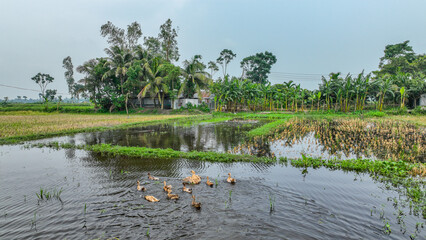 Duck in water - Bangaldesh village crop field photo