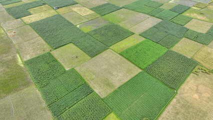 bangladesh crop field aerial photo