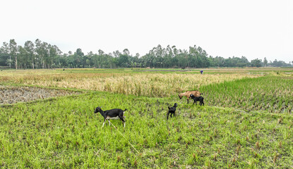 Goat in the feild - Bangladesh