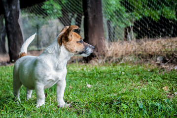 jack russell terrier