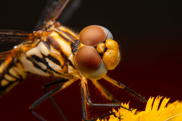 Extreme macro  shots, showing of eyes dragonfly detail. isolated on  background