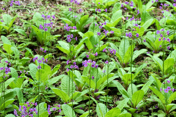 クリンソウ（九輪草）　群生地　5月中旬