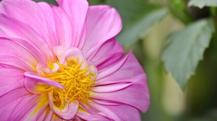 Pink flower peonies flowering on background green leaves