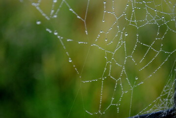 spider web with dew drops