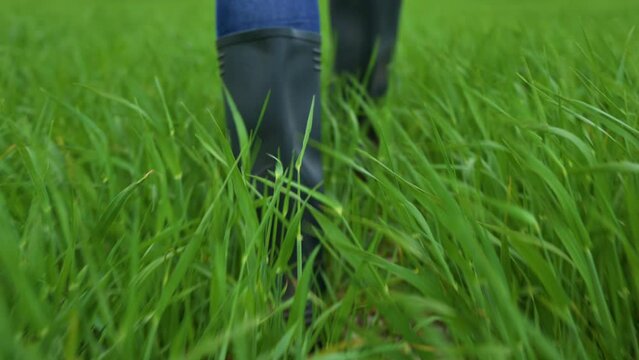 Close up of farmer with rubber boots walking on the green wheat field. High quality 4k footage