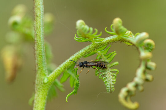Strongylogaster multifasciata - Tenthredo multifasciata