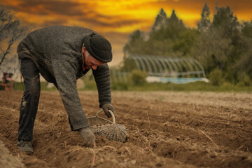 male farmer plants potatoes with his own hands in the village at sunset.