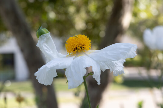 Flower of a California tree poppy