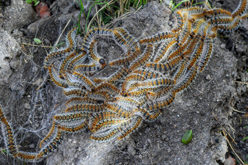 plusieurs chenilles (chenille) processionnaires (processionnaire) du pin dans de l'herbe verte (gazon vert) en troupeau en gros plan (macro) - (thaumetopoea pityocampa)