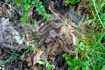 plusieurs chenilles (chenille) processionnaires (processionnaire) du pin dans de l'herbe verte (gazon vert) en troupeau en gros plan (macro) - (thaumetopoea pityocampa)