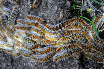 plusieurs chenilles (chenille) processionnaires (processionnaire) du pin dans de l'herbe verte (gazon vert) en troupeau en gros plan (macro) - (thaumetopoea pityocampa)