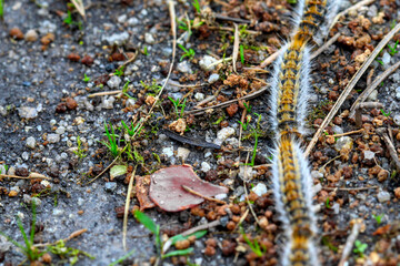 plusieurs chenilles (chenille) processionnaires (processionnaire) du pin dans de l'herbe verte (gazon vert) en troupeau en gros plan (macro) - (thaumetopoea pityocampa)