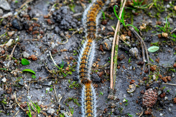 plusieurs chenilles (chenille) processionnaires (processionnaire) du pin dans de l'herbe verte (gazon vert) en troupeau en gros plan (macro) - (thaumetopoea pityocampa)