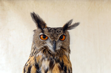 Primer plano de Buho Real (Bubo bubo).
