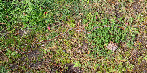 plusieurs chenilles (chenille) processionnaires (processionnaire) du pin dans de l'herbe verte (gazon vert) en troupeau en gros plan (macro) - (thaumetopoea pityocampa)