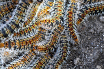 plusieurs chenilles (chenille) processionnaires (processionnaire) du pin dans de l'herbe verte (gazon vert) en troupeau en gros plan (macro) - (thaumetopoea pityocampa)