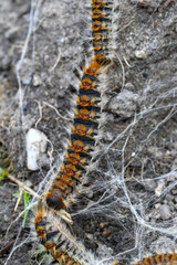 plusieurs chenilles (chenille) processionnaires (processionnaire) du pin dans de l'herbe verte (gazon vert) en troupeau en gros plan (macro) - (thaumetopoea pityocampa)