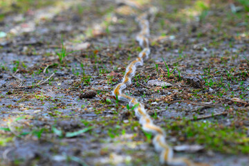 plusieurs chenilles (chenille) processionnaires (processionnaire) du pin dans de l'herbe verte (gazon vert) en troupeau en gros plan (macro) - (thaumetopoea pityocampa)