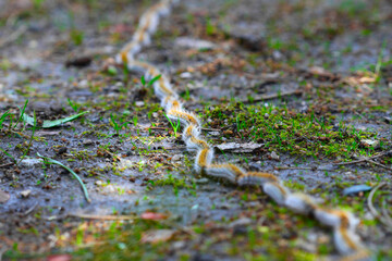 plusieurs chenilles (chenille) processionnaires (processionnaire) du pin dans de l'herbe verte (gazon vert) en troupeau en gros plan (macro) - (thaumetopoea pityocampa)