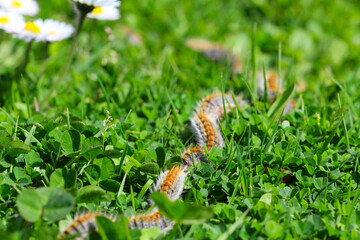 plusieurs chenilles (chenille) processionnaires (processionnaire) du pin dans de l'herbe verte (gazon vert) en troupeau en gros plan (macro) - (thaumetopoea pityocampa)