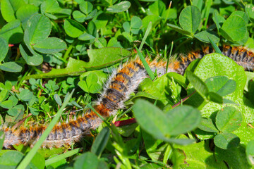 plusieurs chenilles (chenille) processionnaires (processionnaire) du pin dans de l'herbe verte (gazon vert) en troupeau en gros plan (macro) - (thaumetopoea pityocampa)