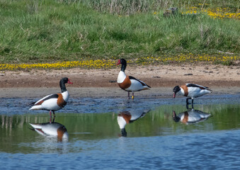Trio of Shelducks on lake with reflections