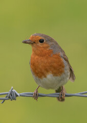 Fototapeta premium Male Robin with captured insect prey