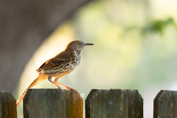 Brown thrasher (Toxostoma rufum) at sunset in Sarasota, Florida