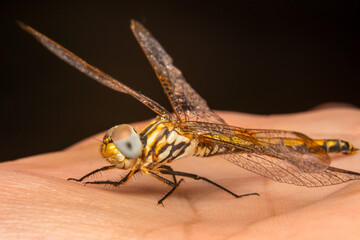 Macro shots, Beautiful nature scene dragonfly.   