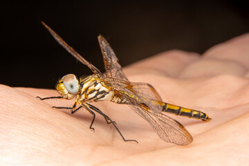Macro shots, Beautiful nature scene dragonfly.   