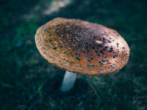 close up of a mushroom