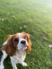 cavalier king charles spaniel